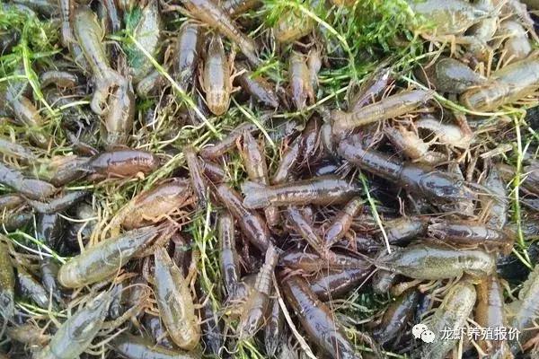 小龙虾养殖前景和市场分析,小龙虾养殖前景及市场分析