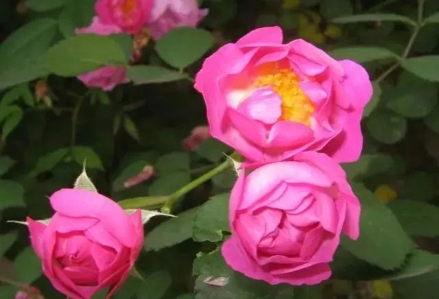 一万年一次的2020520;一起认识100种玫瑰~别送错啊