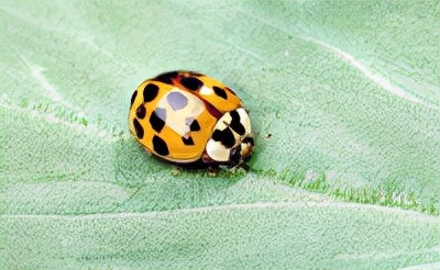 莲藕叶部虫害有哪些,莲商会莲藕病虫害防治技术