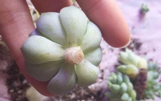 多肉黑虫怎么治疗,室内种多肉怎么防止腐黑