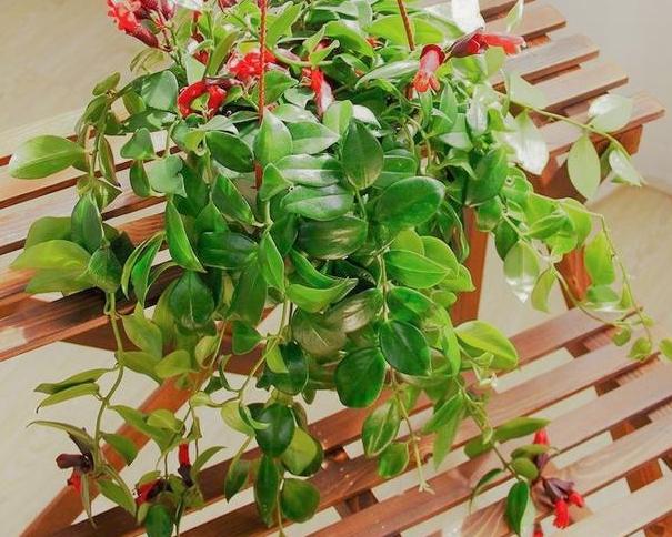 想要口红滋润点该加什么,想要口红更滋润