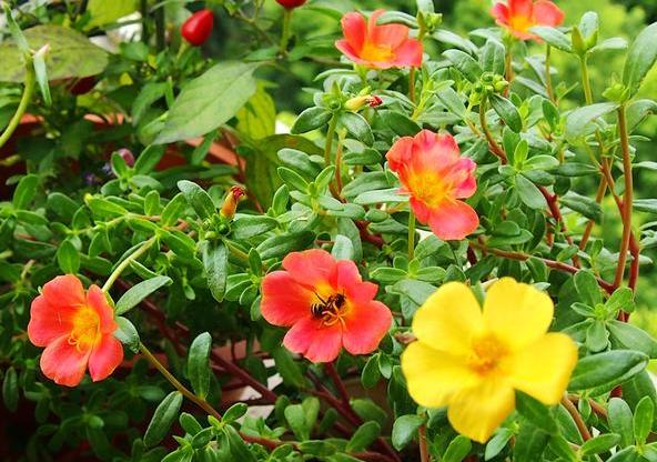 芒果发霉切掉,芒果怎么储存不容易烂掉