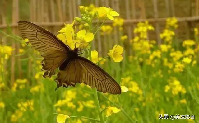 古诗词中的春天珍藏版,古诗词里的春天合集