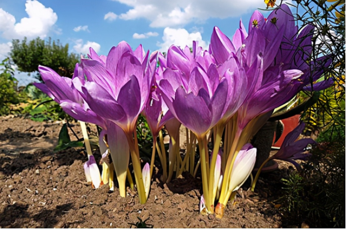 急则治其标，缓则治其本的抗痛风药—秋水仙碱