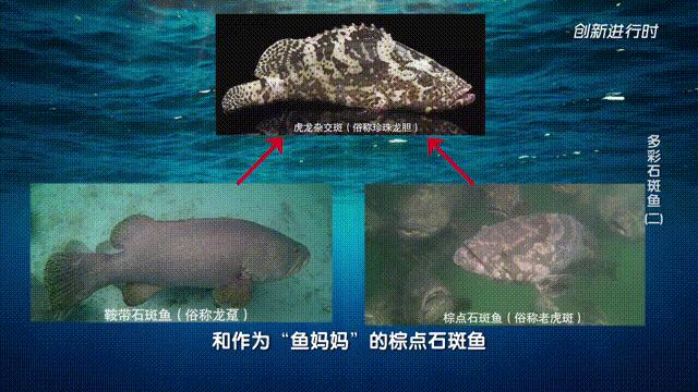 一条石斑鱼,一条石斑鱼一碗白饭