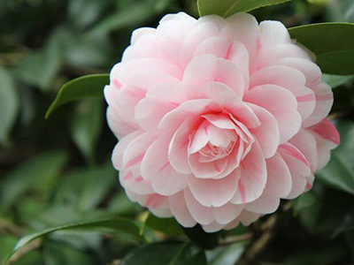 怎么种花草盆栽,柚子种子怎么培育发芽