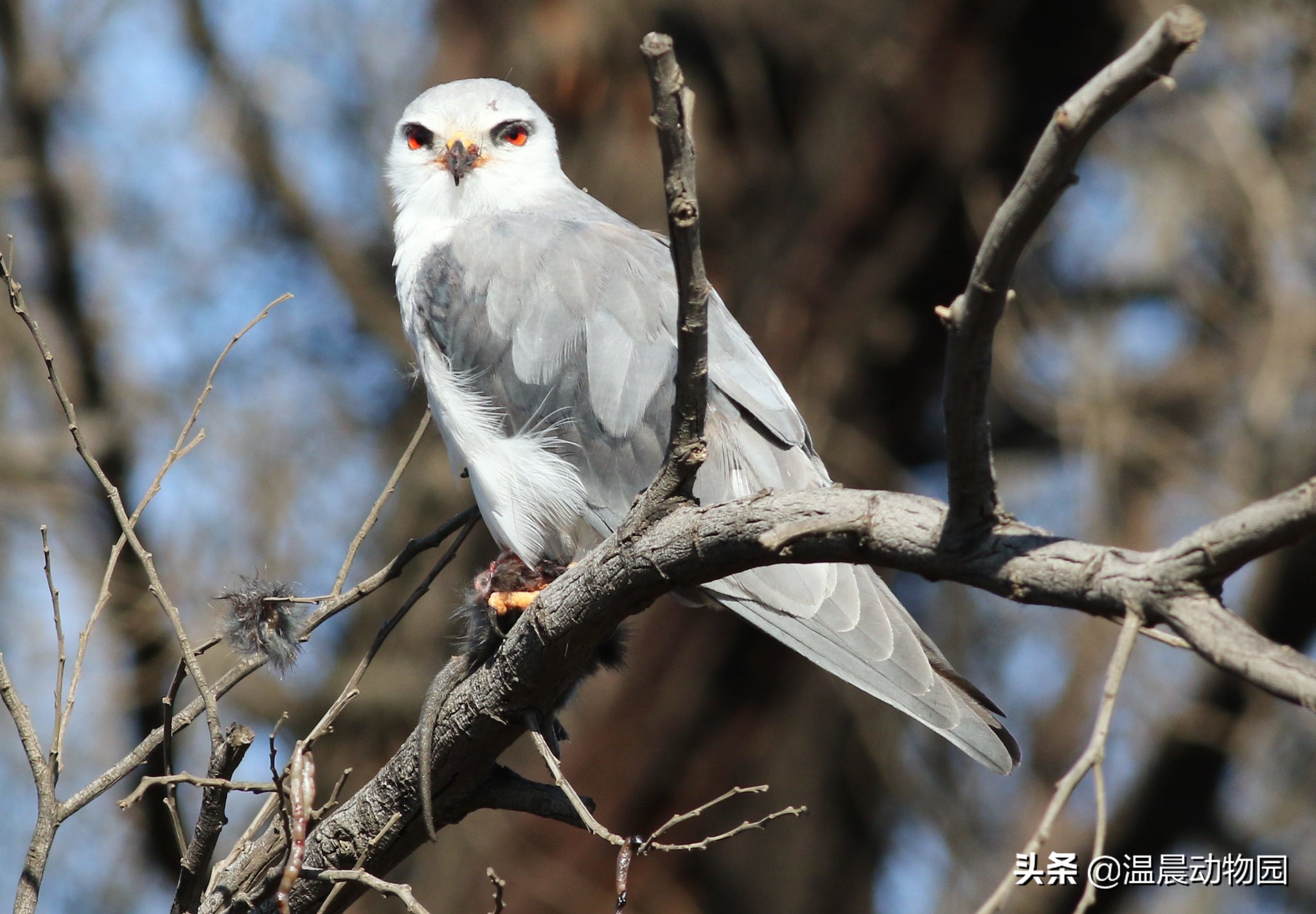 鹰死前拔羽毛视频,辟谣鹰真的会把幼鹰推下悬崖吗