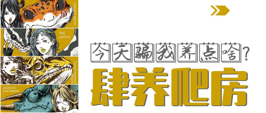 中华蟾蜍的快乐饲养法——养蛤心得分享|肆养来稿
