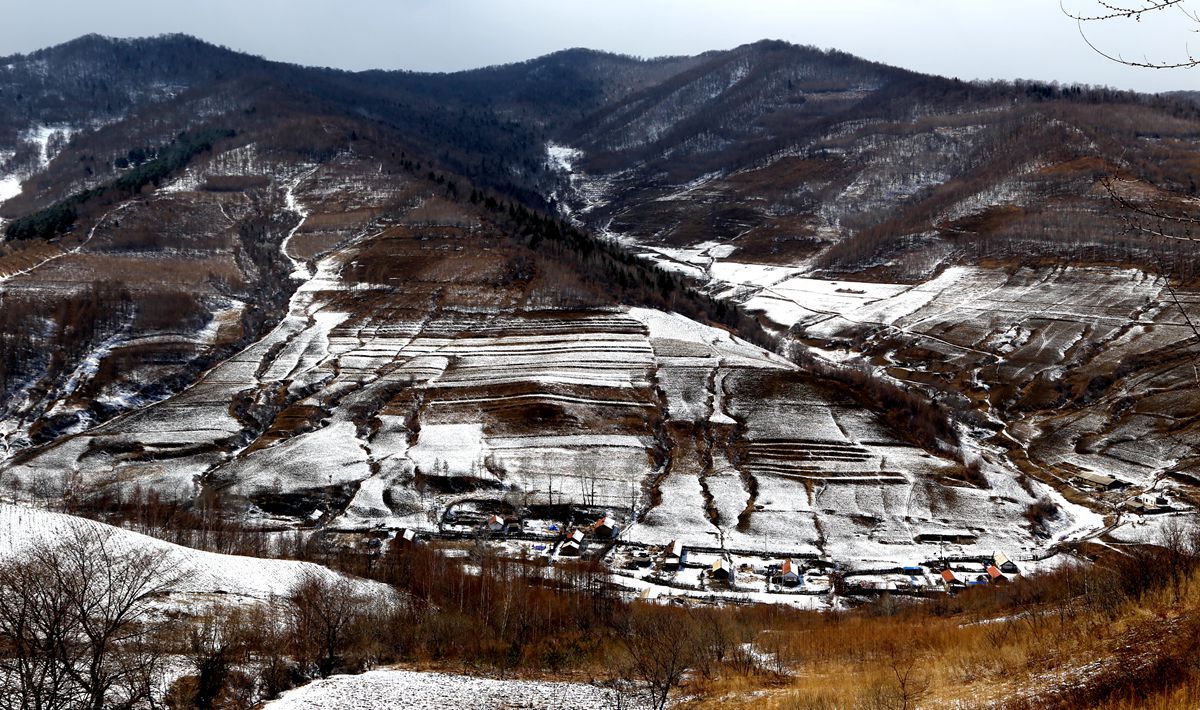 铁树银花什么生肖,铁树银花电影
