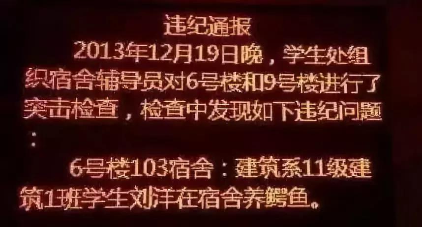 宿舍把小香猪养到300斤,大学生养小香猪