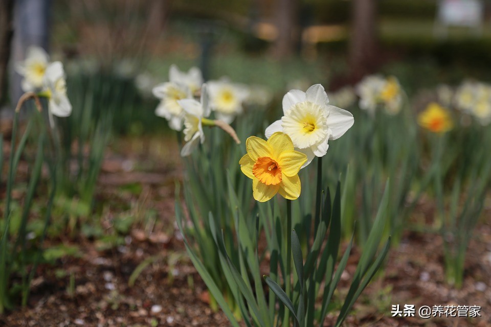 水仙花的科普知识传说,水仙花的科普知识有哪些