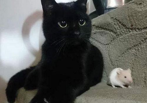 猫咪伤口化脓在家怎么处理,抓伤的伤口红肿发炎发脓怎么处理