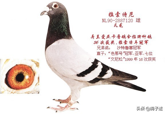 赛鸽眼睛长东西,赛鸽血统重要还是个体重要