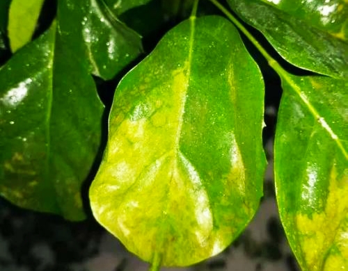 幸福树叶子发黄焦枯了怎么办,幸福树叶边发黑焦枯怎么办