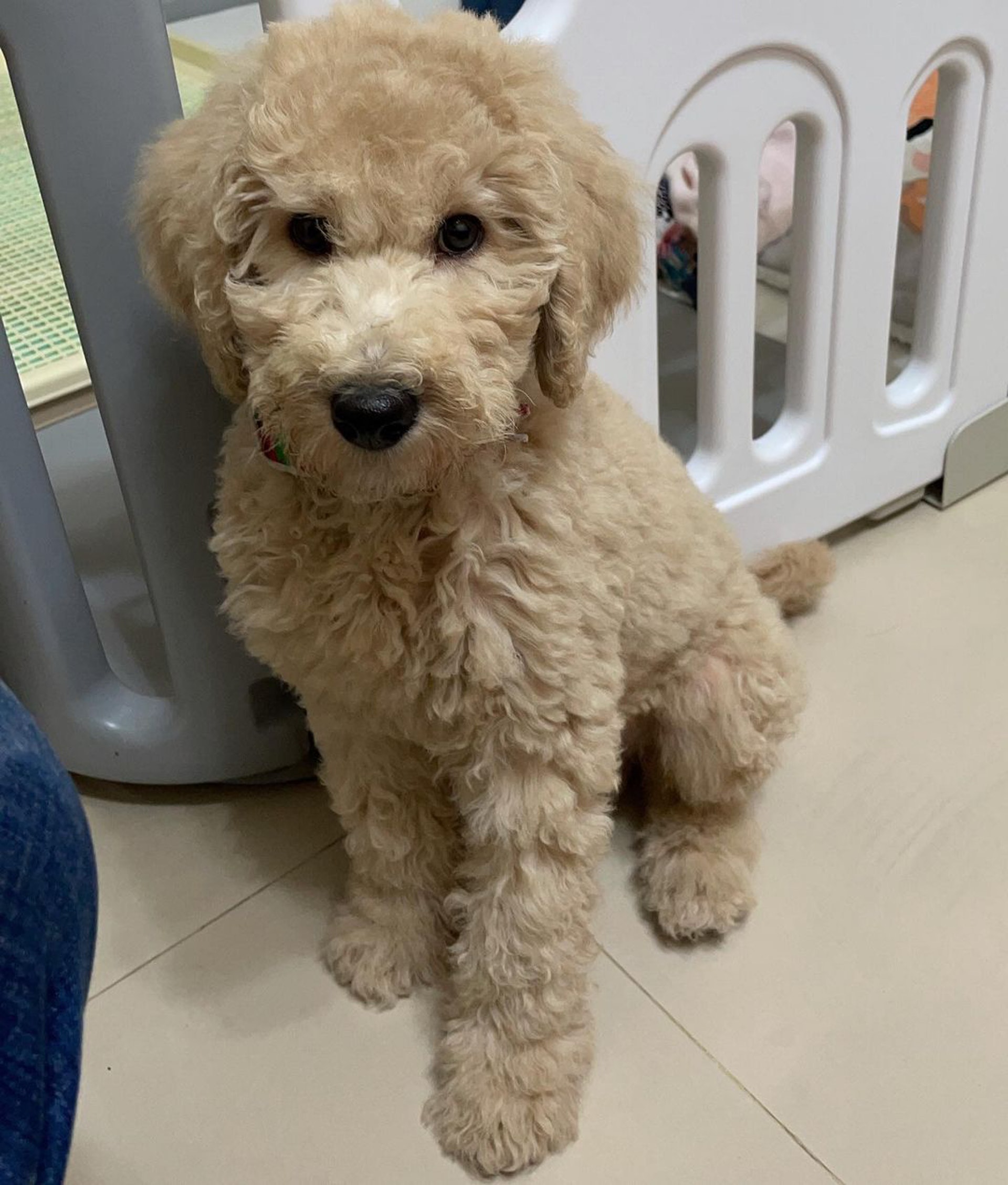 巨型贵宾犬发狂,巨型贵宾犬在家乱叫