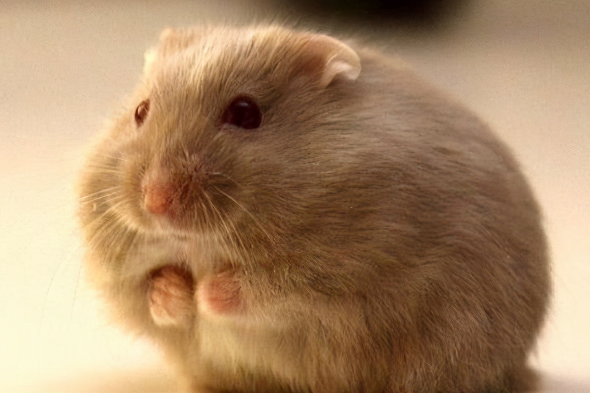 宠物仓鼠咬人流血了怎么办,仓鼠咬人伤口一般什么样子