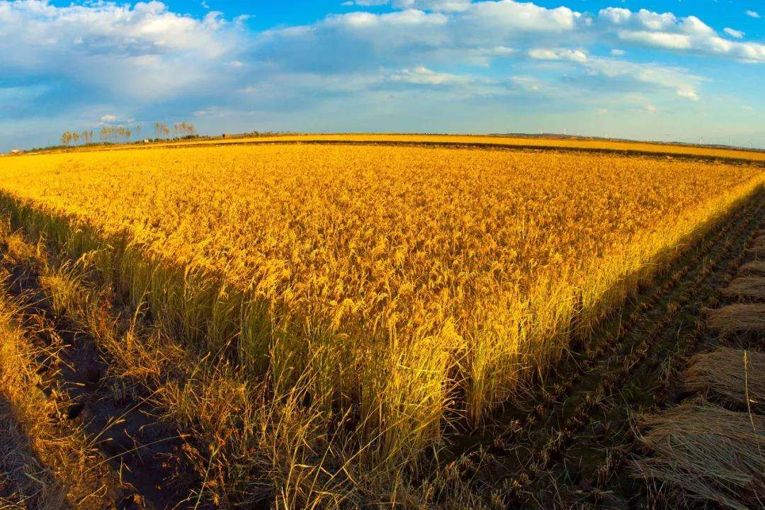 乌克兰核武器专家工资,乌克兰最厉害的军工专家