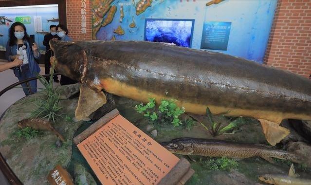 什么鱼从恐龙时期活到现在,与恐龙同时代灭绝却被发现的鱼