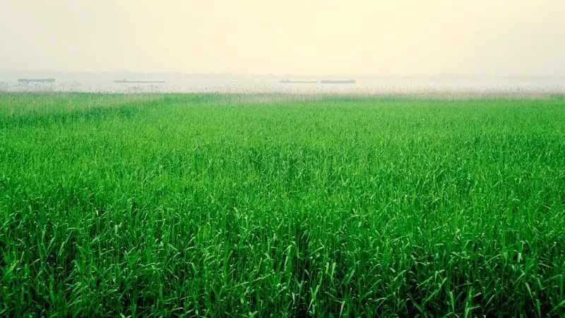 江阴粽子,江阴端午