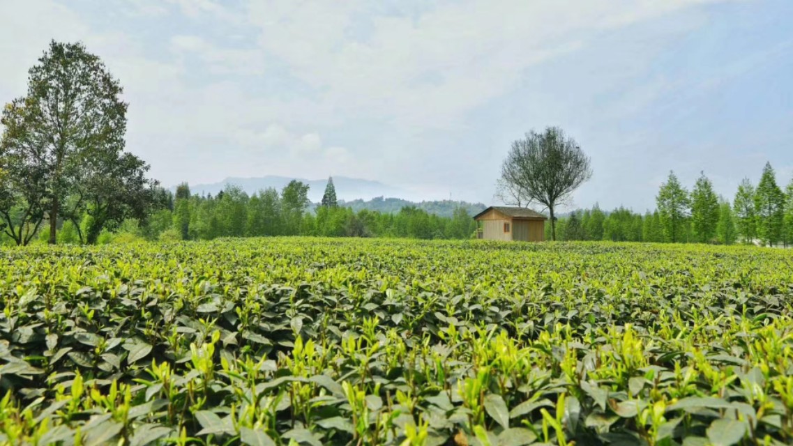 蒙山茶叶,蒙山茶文化发源地