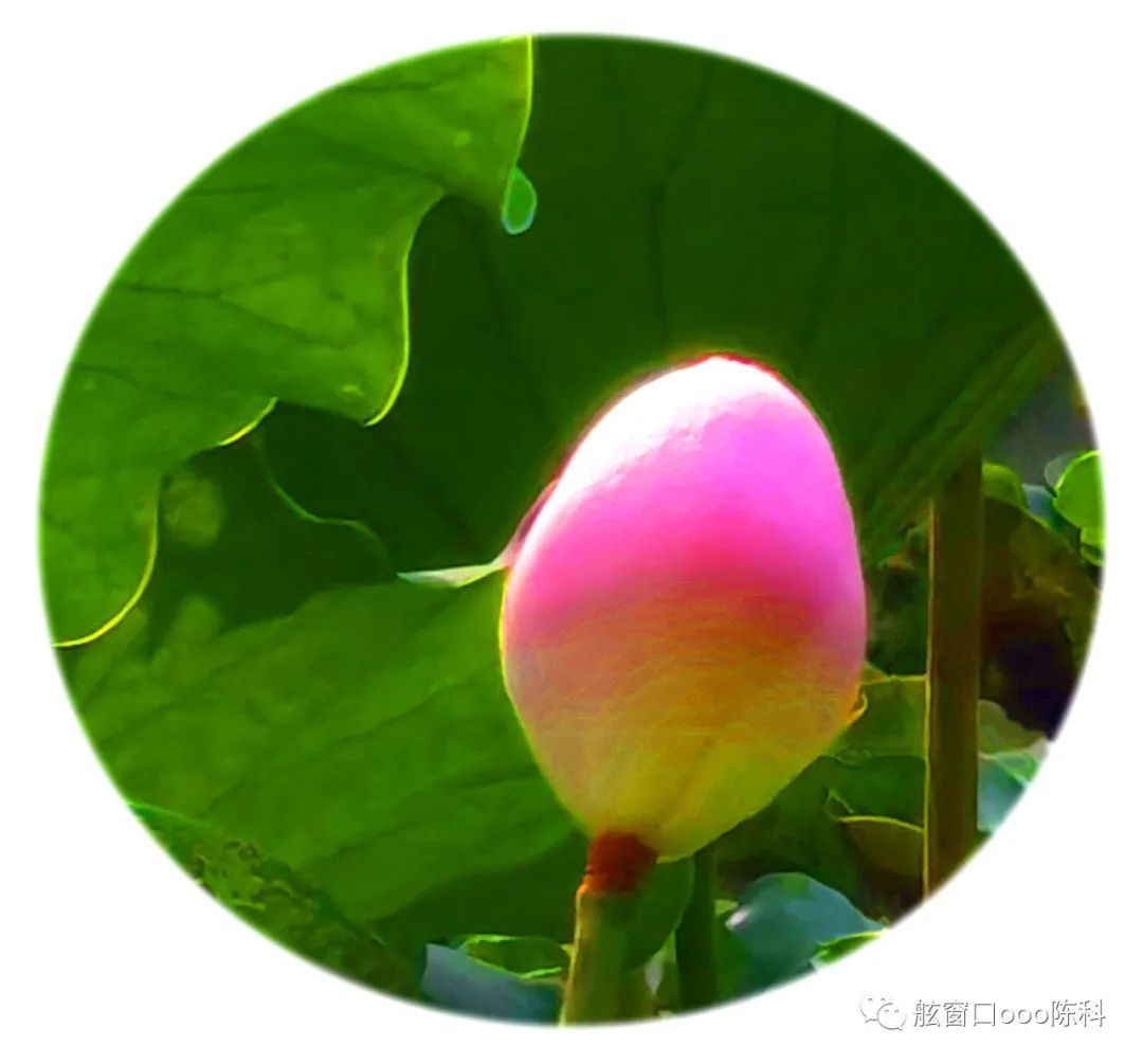 火红色的七月,火红的7月