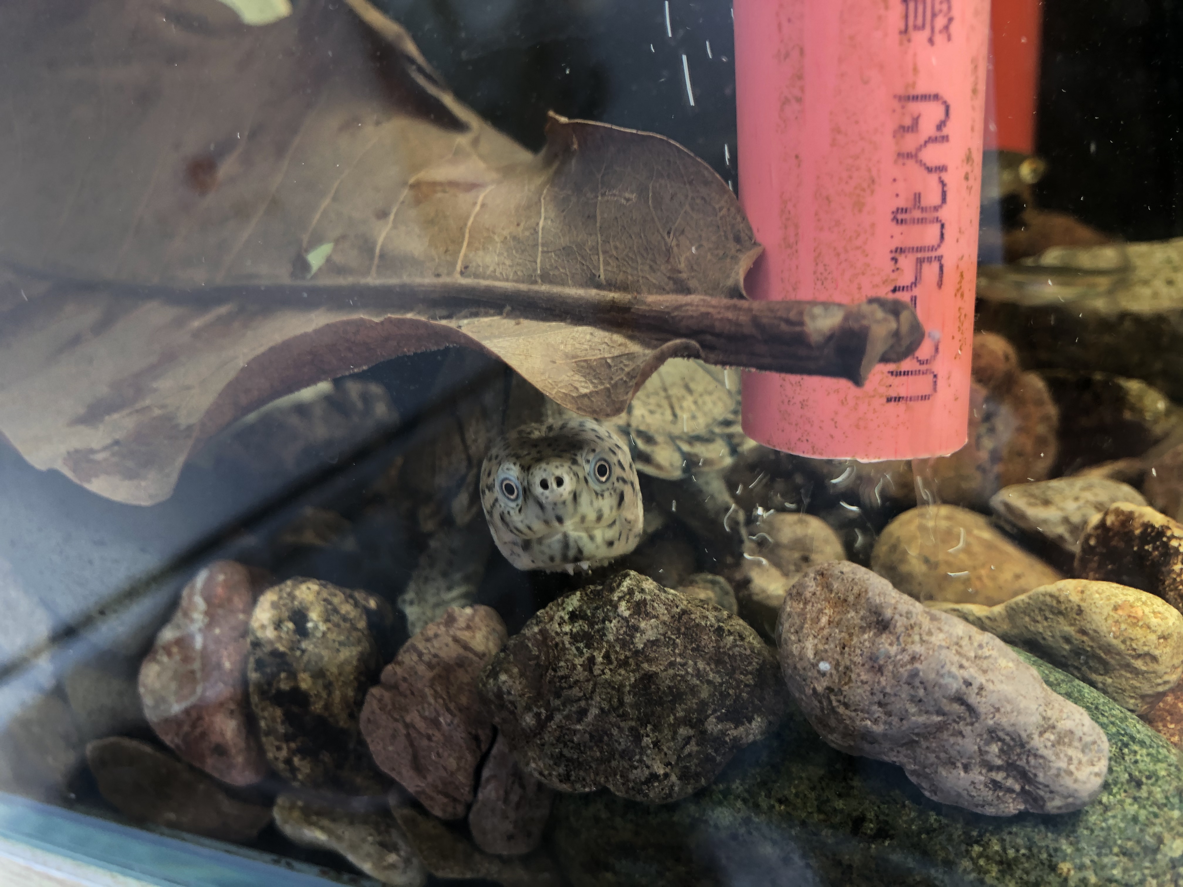 养鱼怎么选择合适的鱼缸,鱼缸如何养好水讲解