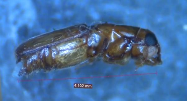 海关截获甲虫怎么处理,海关包裹虫查获