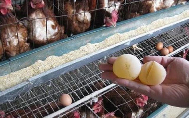 鸡产薄壳蛋的原因及防治办法,鸡下软壳蛋是什么原因应如何防治