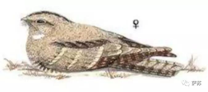 这种*疆新**特有的暗夜精灵,为何在人类视野中消失了90年?