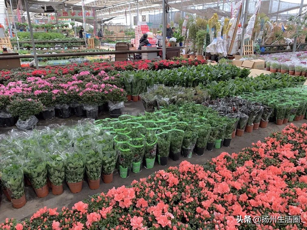 2元花盆批发清仓,2元花卉批发市场