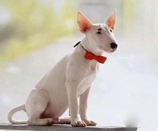 45种狗狗很难得一见你认识几种,45种最难得一见的狗