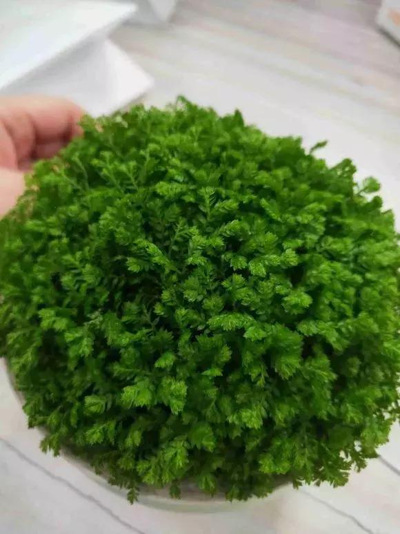 吸毒草有毒吗,吸毒草真的吸毒吗