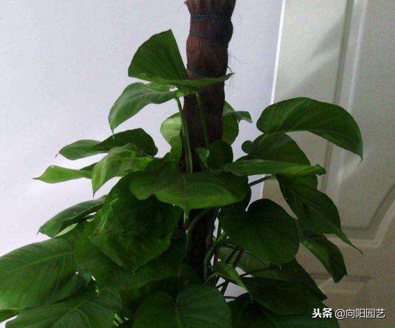 绿萝应该怎么缠绕在柱子上好看,绿萝爬柱子图片