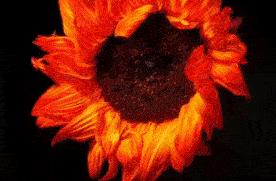 为什么试管婴儿也会有问题,为什么试管婴儿容易生化和胎停