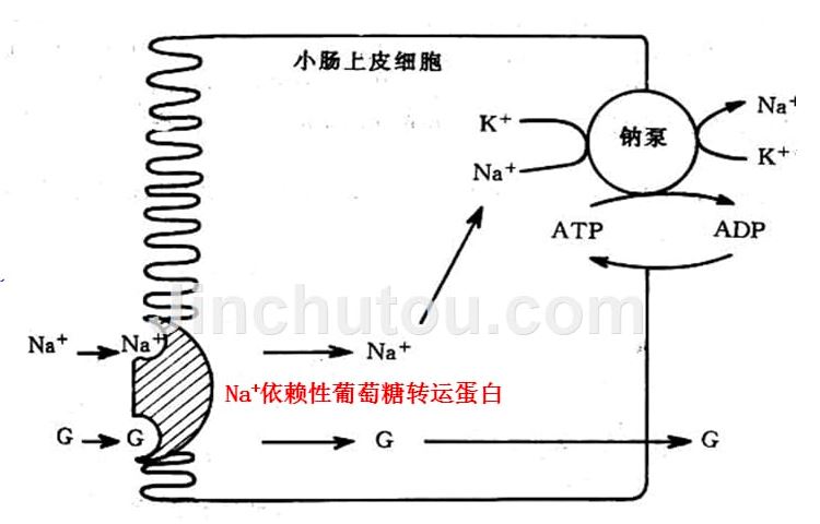 如何降低餐后血糖最有效的方法,告诉你一个简单降低血糖的方法