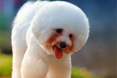 比熊犬的泪痕如何快速去除,消除比熊犬泪痕的七大方法