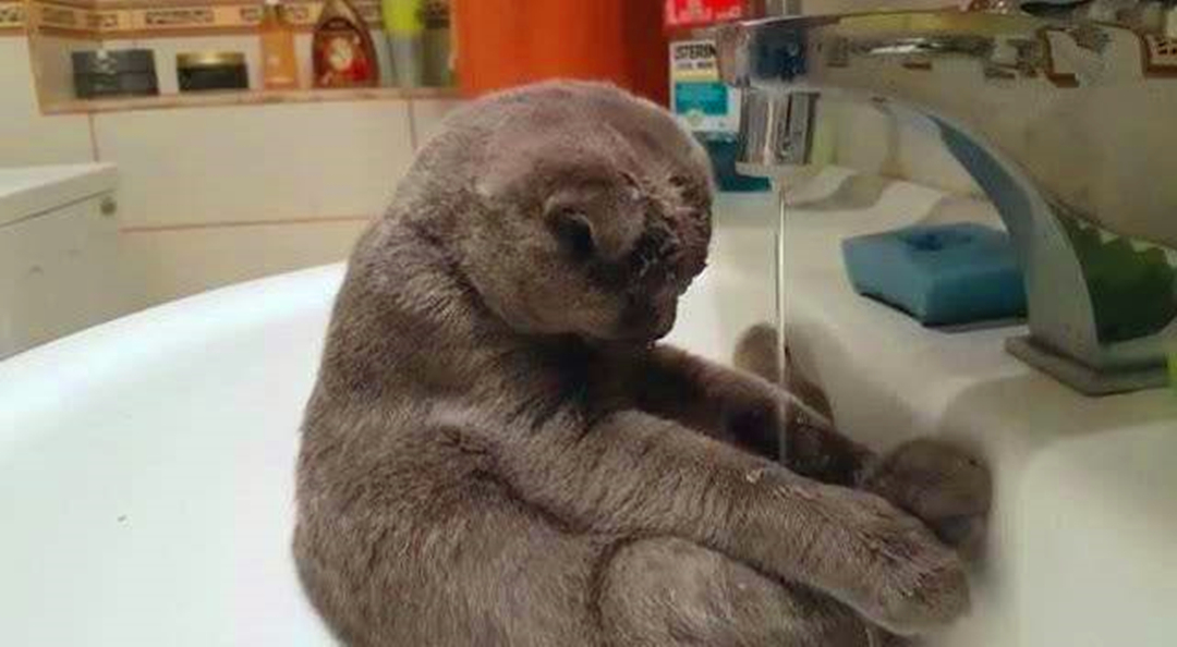 猫咪不爱喝水的小妙招,如何让猫咪变得不爱喝水