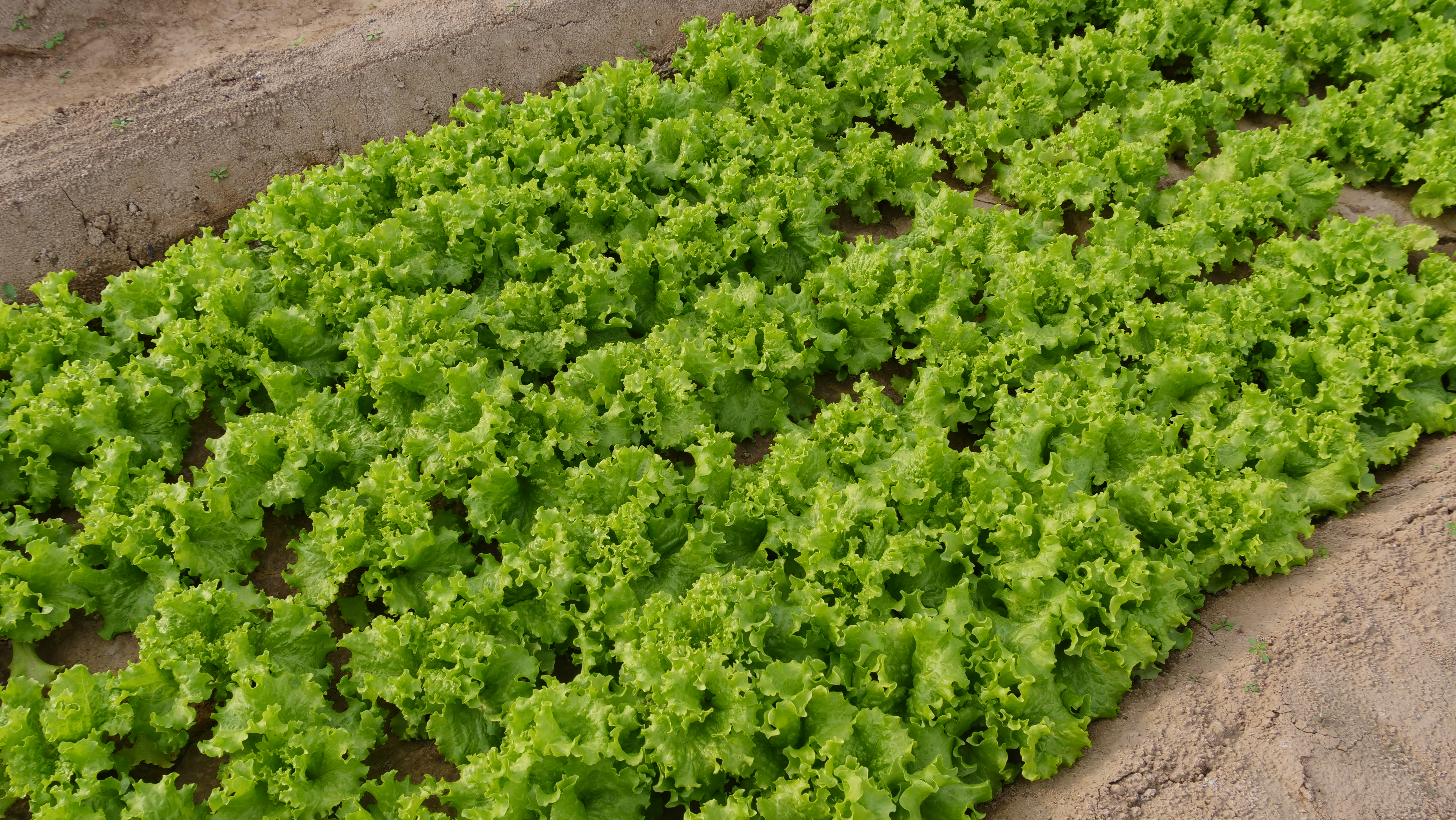 如何消灭土壤里的所有害虫,不用喷药怎么消灭菜园里的害虫