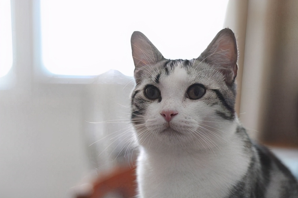 美短掉毛比一般的猫严重怎么办,美短为什么堪称完美