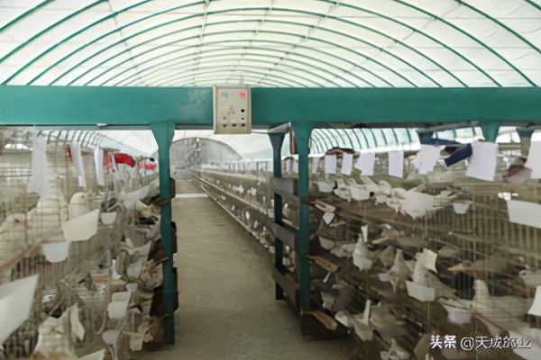 养肉鸽赚钱吗利润多少钱,养肉鸽赚钱不