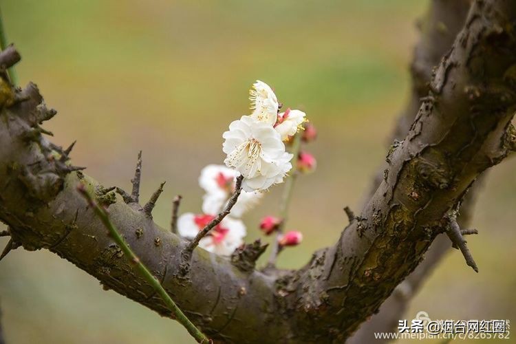 南京梅花山梅花开了吗,来南京梅花山赏梅花