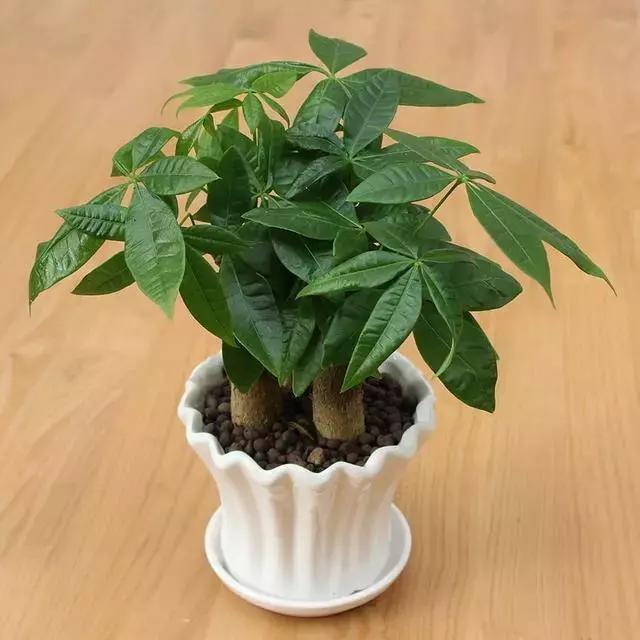 发财树水浇多了有点烂根怎么办呀,发财树水浇多了死了怎么救活