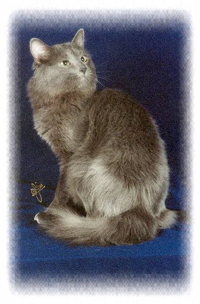 名贵猫咪的品种及图片大全,十大名贵猫咪品种排行榜