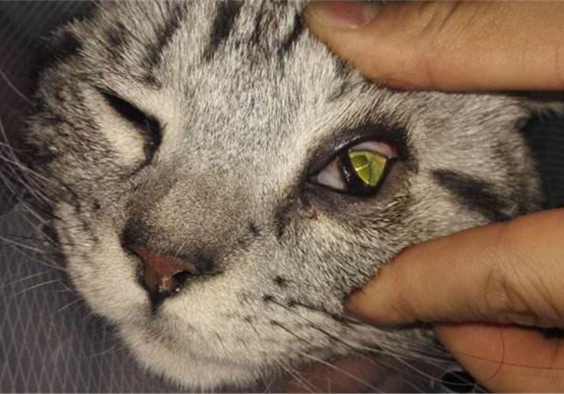 猫咪双眼皮手术真的有用吗,猫咪眼睑内翻的症状与治疗方法图