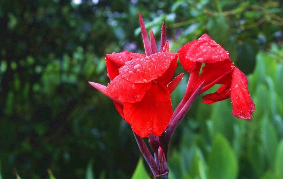 100种漂亮的夏花图片,30种夏花图片大全