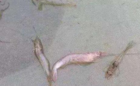 对虾肠炎这几种处理方法你知道吗,对虾肠炎四级怎么治疗最有效