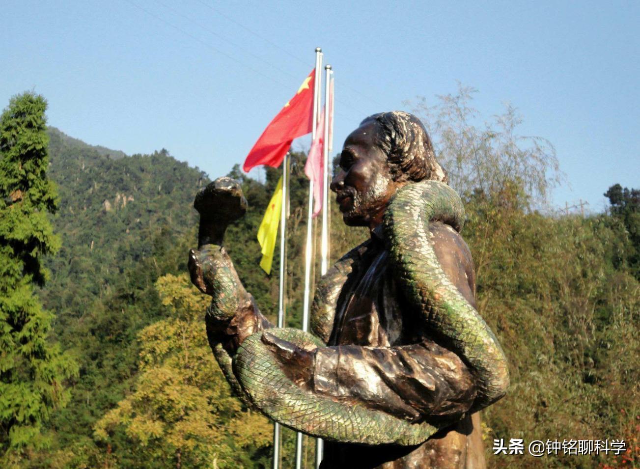 蛇中熊猫莽山烙铁头,莽山烙铁头蛇全球仅有500条