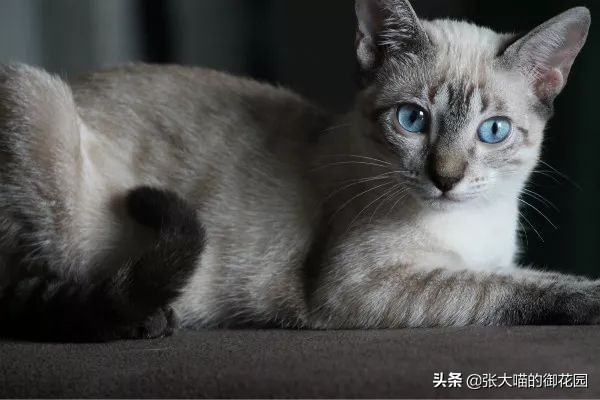 猫咪体温怎么量,猫体温多少度正常猫怎么测体温