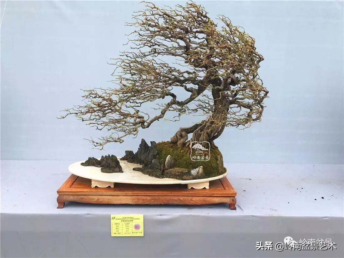 盆景结顶的形式,最好的盆景结顶方法