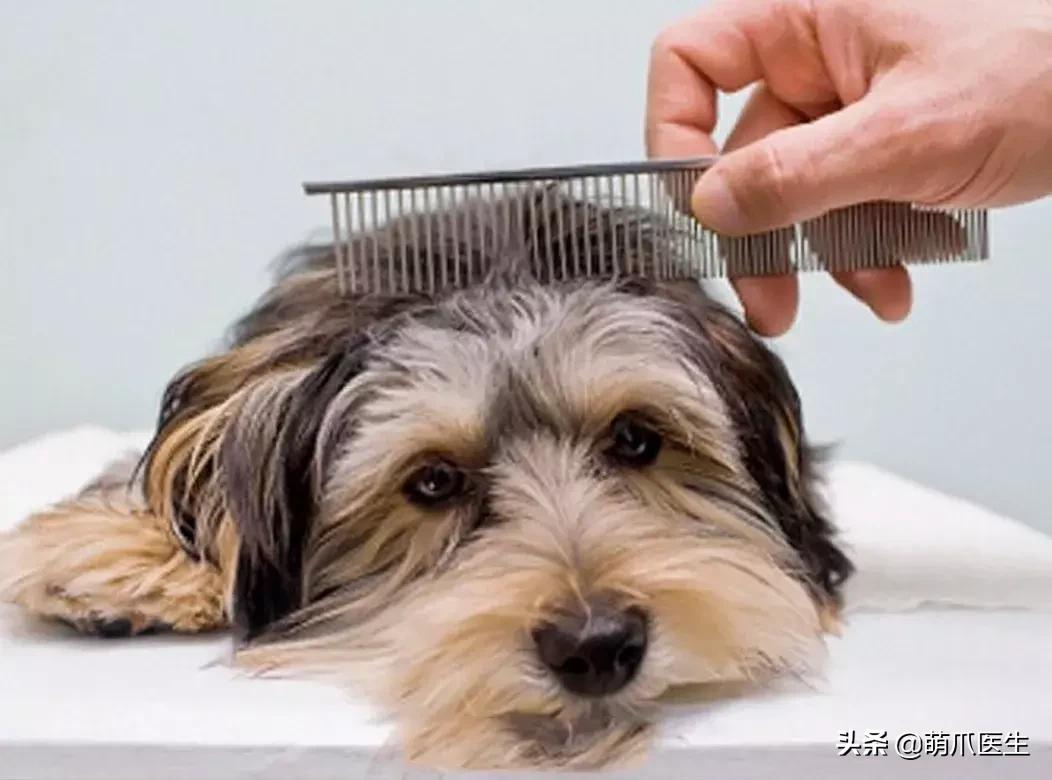 领养一只猫真的很难吗,领养很难